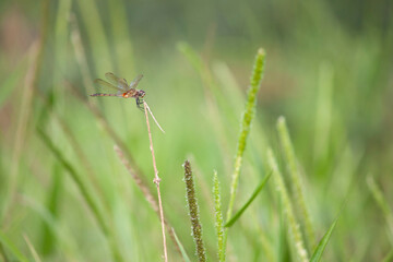 Butterflies and dragonflies in lush green landscapes. Perfect for nature, wildlife, and biodiversity themes.
