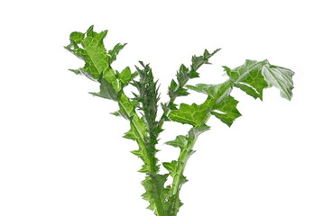 Young burdock plant leaves in spring isolated on white background