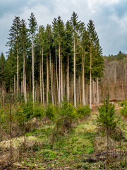 Wiederaufforstung nach Kahlschlag im Mischwald