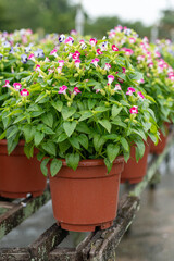 Torenia fournieri plants in terracotta pots, ready for sale. Great for e-commerce listings, garden center advertisements, and plant care guides.