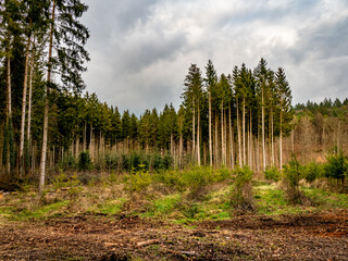 Wiederaufforstung nach Kahlschlag im Mischwald