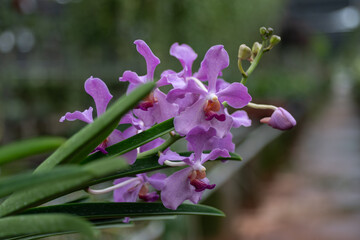 Papilionanda orchid in full bloom, with vibrant pink petals and a dark background, ideal for e-commerce, interior design, and floral print marketing.
