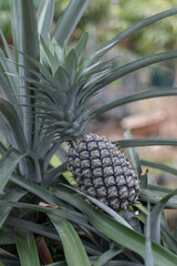 Obraz premium Pineapple fruit nestled in a bed of silver-green leaves. Great for botanical illustrations, nature-inspired designs, organic product branding, and background textures.