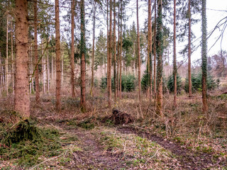 Obraz premium Wiederaufforstung nach Kahlschlag im Mischwald