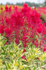 Red Celosia argentea var. plumosa flowers growing in pots outdoors. The feathery flower spikes are...