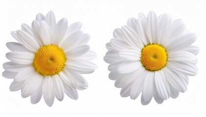 Obraz premium Daisy Flower: Delicate Bloom with Clipping Path on White