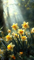 Obraz premium Sunlit Daffodils in a Forest