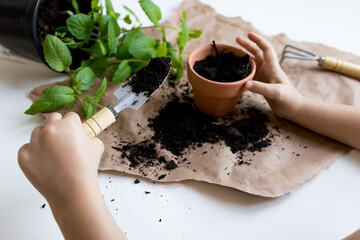 Child planting mint in pot. Hands on gardening activity with soil and tools