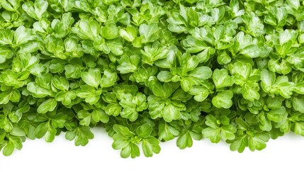 Obraz premium Lush green foliage, garden plant closeup, white background, nature texture