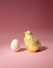 Egg in close-up with chicks. The concept of a newborn chick