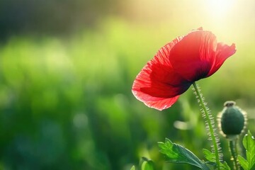 A vibrant red poppy flower blooms in a sunlit green field, showcasing its delicate petals and stem.