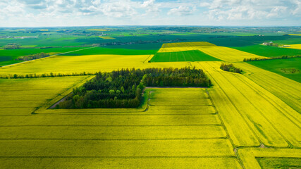 Rapeseed field from above