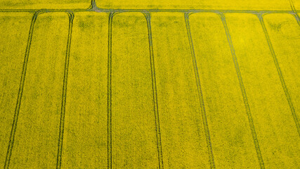 yellow rapeseed field