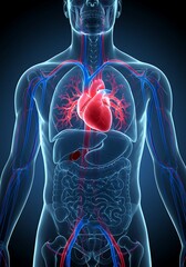 Human Anatomy: Detailed Heart and Vascular System Illustration