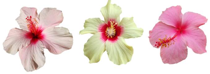 Set of hibiscus flowers isolated on transparent background, for floral design, hairpin decoration