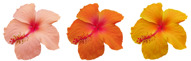 Set of colorful hibiscus flowers isolated on transparent background for tropical and summer design