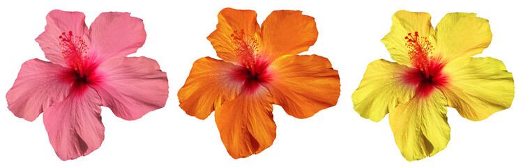 colorful hibiscus flowers isolated on transparent background for tropical and travel design
