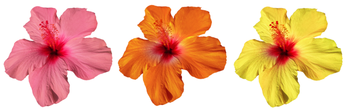 colorful hibiscus flowers isolated on transparent background for tropical and travel design