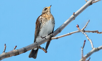 bird on a branch