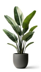 A beautiful green plant sits inside of a grey flower pot