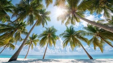 Obraz premium Tropical Palm Beach Sunlight