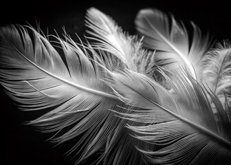 Obraz premium Black and White Feathers: Abstract Minimalist Conceptual Photography