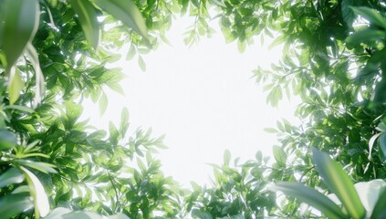 Obraz premium Sunlit Canopy: A Serene View Through Lush Greenery