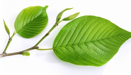 Obraz premium Green Tree Leaves and Branches: Isolated Foliage on White Background