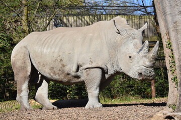 rhino in the zoo