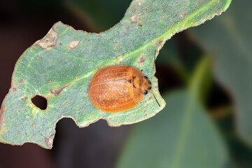Paropsisterna cloelia Leaf Beetle