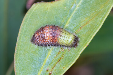 Genus Paropsisterna