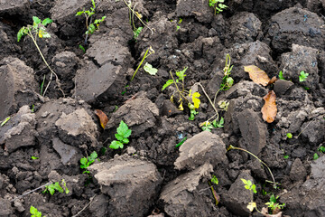 Freshly tilled soil showing young plants sprouting in spring