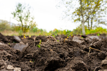 Undisturbed soil with young plants emerging in natural setting