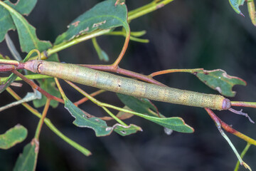 Geometer Moth Caterpillar