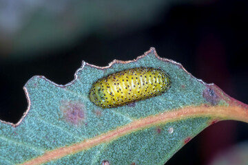 Leaf Beetle (Paropsisterna pictipes) Larva