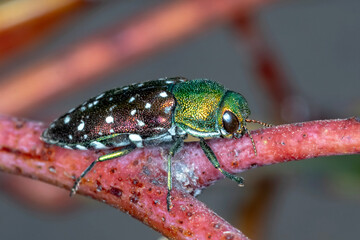 Diphucrania leucosticta - Detailed View of a Unique Jewel Beetle