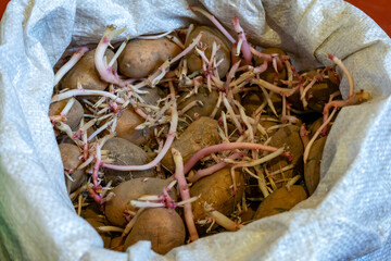 Potato tubers sprouting in a burlap sack on a wooden table