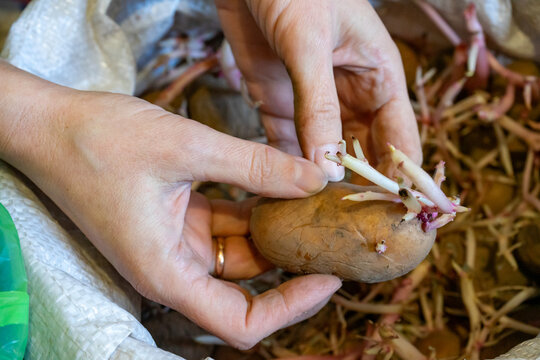 Hands inspecting sprouting potato in a storage bag