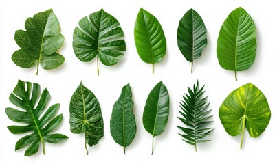 Lush green tropical leaves arranged against a clean white background, softly illuminated to enhance their bold textures and vibrant tones