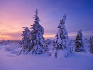Lapland, Finland. Winter landscape during sunset. Trees covered with snow. Winter wonderland. Vacation and travel in winter north. Photo for background, wallpaper, postcards.