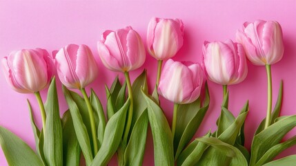 Obraz premium A charming bouquet of tulips arranged neatly on a pink backdrop, with fresh green leaves adding contrast.
