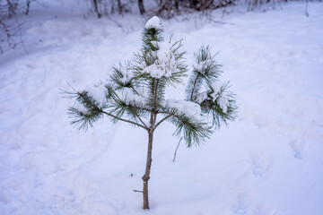 Snow-covered pine tree stands alone in winter landscape