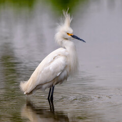 Close up of a Snowy Egret standing in a tranquil pond with tall, extended head feathers sticking straight up.
