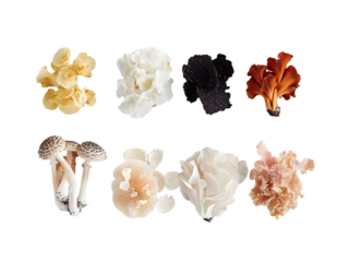 Luxurious selection of gourmet mushrooms showcased on a clean white background for culinary inspiration and gourmet dish preparation