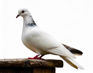 Fototapeta premium White Pigeon: Elegant Bird Isolated on White Background