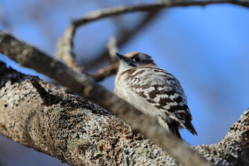 woodpecker