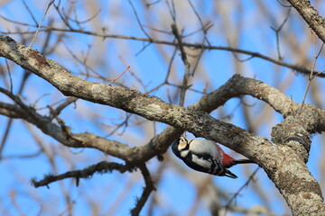 woodpecker