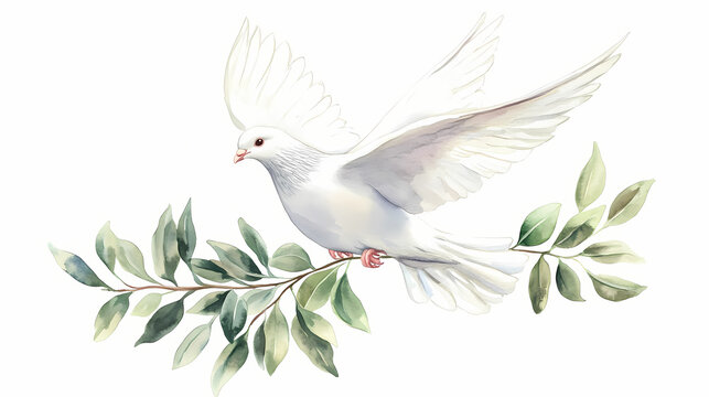 Flying white dove and olive branch watercolor illustration. symbol of peace. white pigeon isolated on white. Peace - River. Illustration