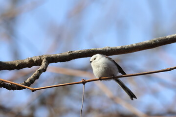 long-tailed tit