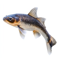 Fototapeta premium Closeup view of a koki fish swimming gracefully in clear water, showcasing its shimmering scales and delicate fins amidst a peaceful aquatic environment. Generative AI